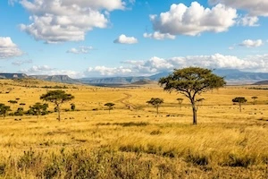 Kenya travel insights from real vlogs